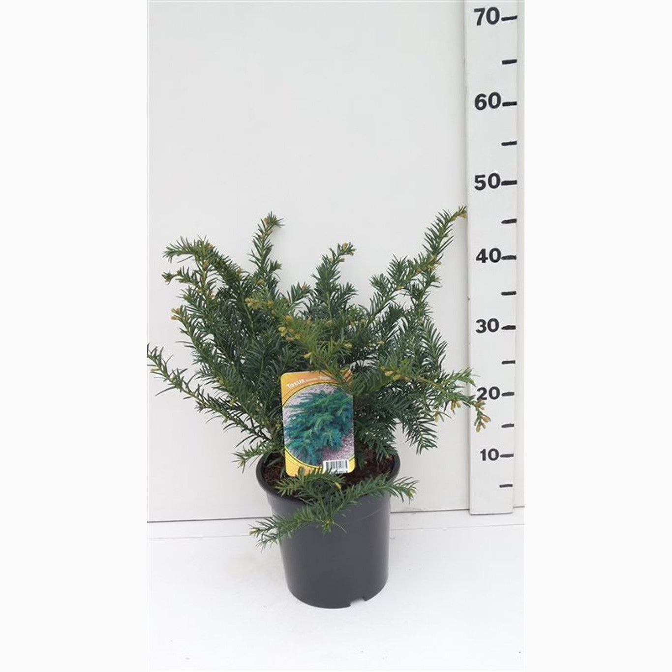 Idegran – Taxus baccata 'Repandens' - C3 30-40 CM